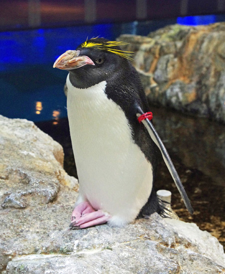長崎ペンギン水族館のマカロニペンギン