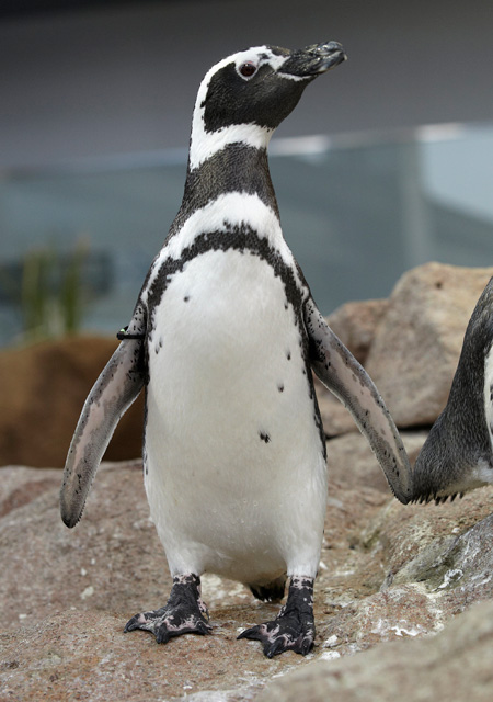 すみだ水族館のマゼランペンギン