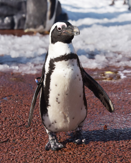 アドベンチャーワールドのケープペンギン