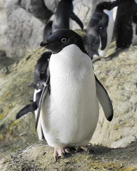 アドベンチャーワールドのアデリーペンギン