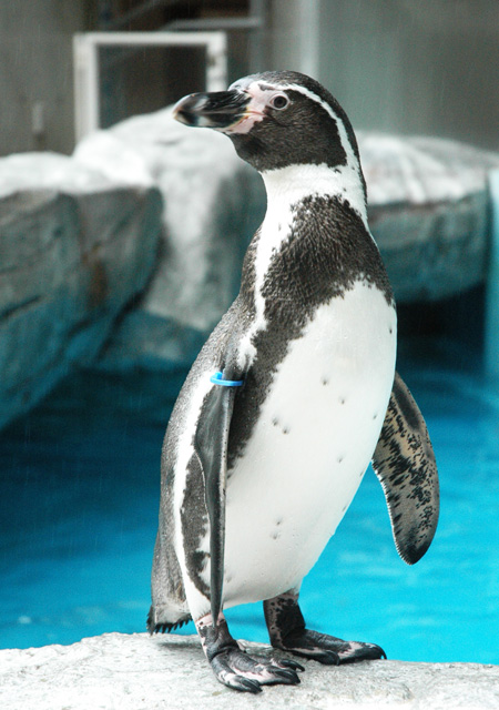 長崎ペンギン水族館のフンボルトペンギン