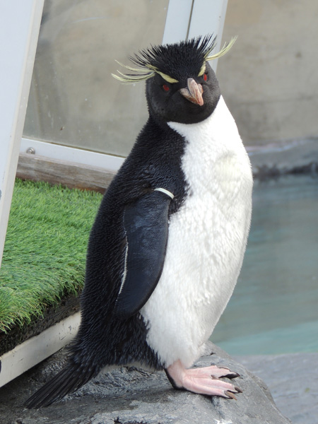 旭川市旭山動物園のイワトビペンギン