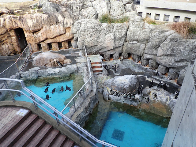 「温帯ペンギンゾーン」/長崎ペンギン水族館(長崎市)