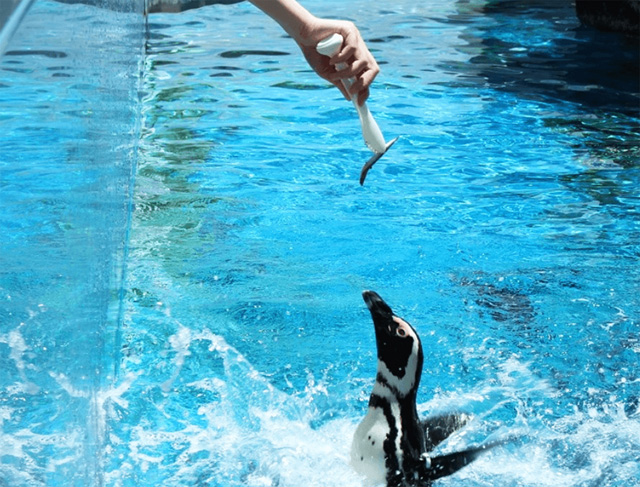 海コーナーでペンギンにごはんをあげる体験ができる/仙台うみの杜水族館(宮城県/仙台市)