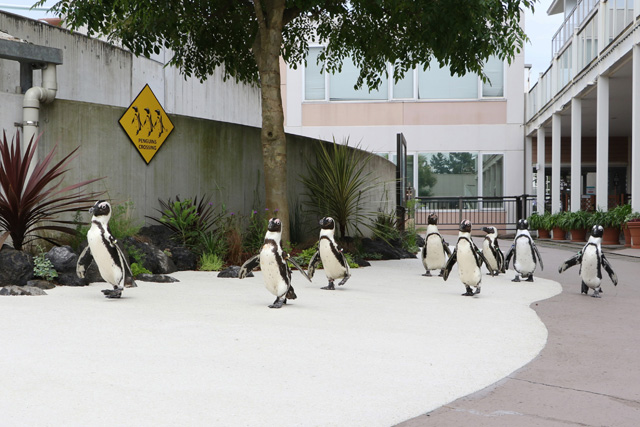 ケープペンギンたちがヨチヨチと歩く様子/横浜・八景島シーパラダイス(神奈川県/横浜市)