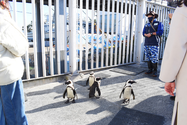 ペンギンなど3種の生きものが暮らすエリアにお邪魔するツアー/横浜・八景島シーパラダイス(神奈川県/横浜市)