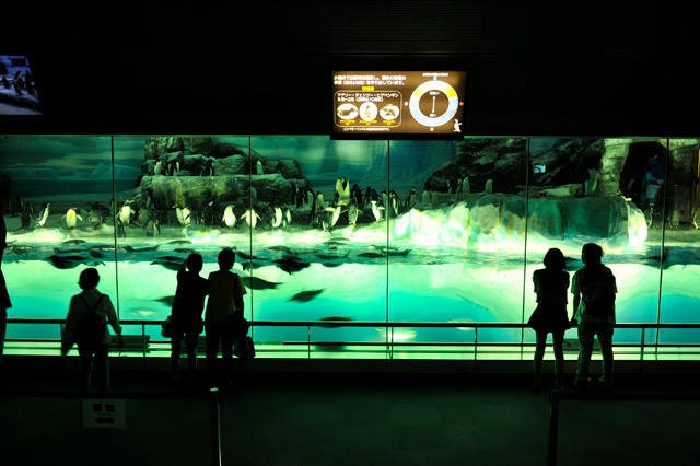4種のペンギンが暮らす「南極の海」/名古屋港水族館(愛知県/名古屋市)