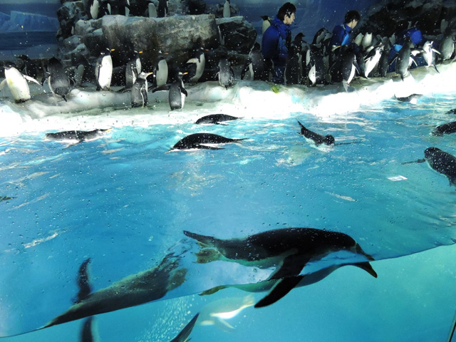 「ペンギンのフィーディングタイム」/名古屋港水族館(愛知県/名古屋市)