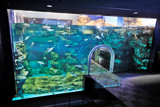 水中トンネルからいきいき泳ぐペンギンを観察できるペンギンプール/下関市立しものせき水族館 海響館(山口県/下関市)