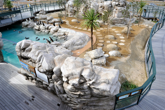 フンボルトペンギンがごはんを食べるところ/下関市立しものせき水族館 海響館(山口県/下関市)