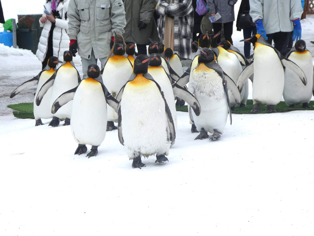 チョコチョコと歩くペンギンの姿/旭川市旭山動物園(北海道/旭川市)