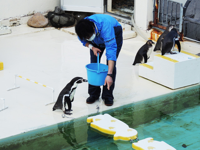 ペンギンショー/おたる水族館(北海道/小樽市)