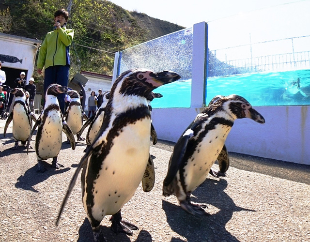 フンボルトペンギンが「海獣公園」を出て海へ向かう/おたる水族館(北海道/小樽市)