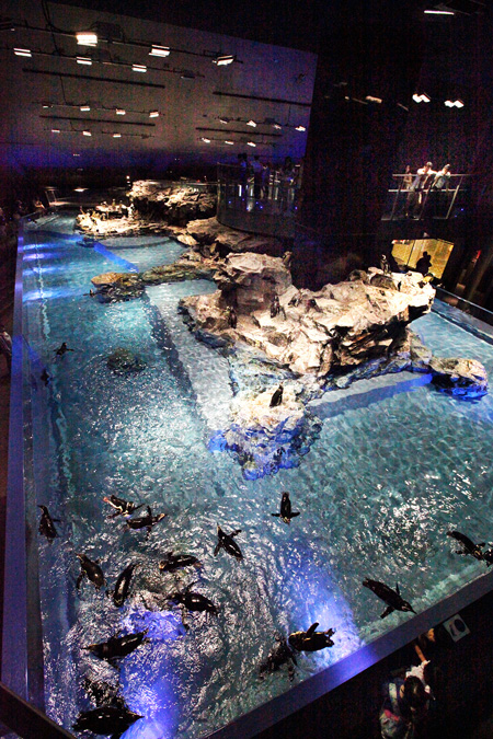 ペンギンプールは上からも横からも観察できる開放的な空間/すみだ水族館(東京都/墨田区)