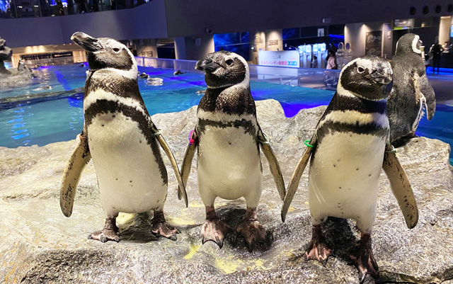 左から「ちょうちん」「つむぎ」「きりこ」/すみだ水族館(東京都/墨田区)