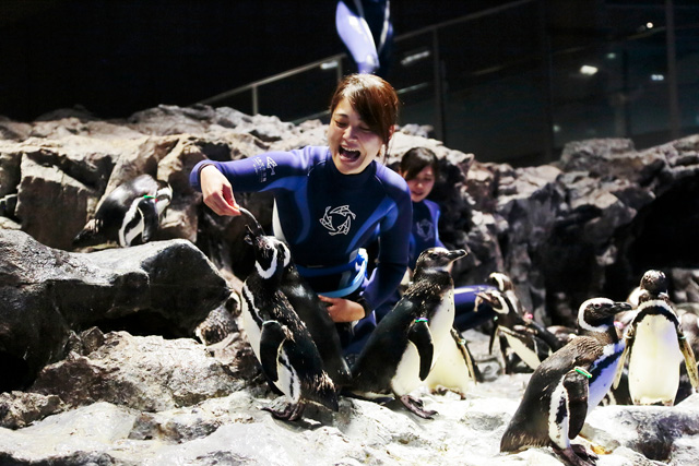 ペンギンの「さあ、ゴハン!」/すみだ水族館(東京都/墨田区)