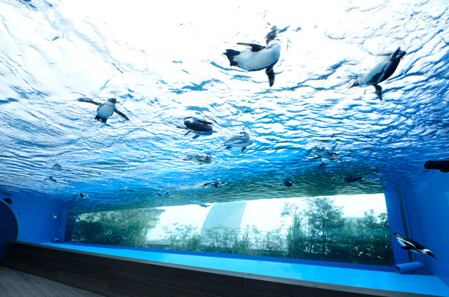 「天空のペンギン」/サンシャイン水族館(東京都/豊島区)