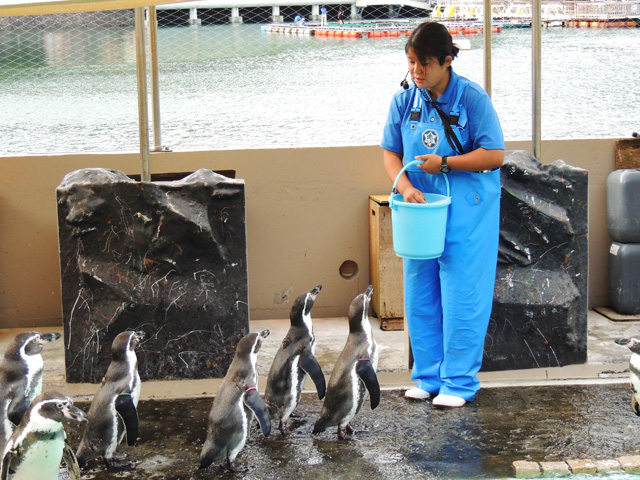 「ペタペタマーチ」でのワンシーン/下田海中水族館(静岡県/下田市)