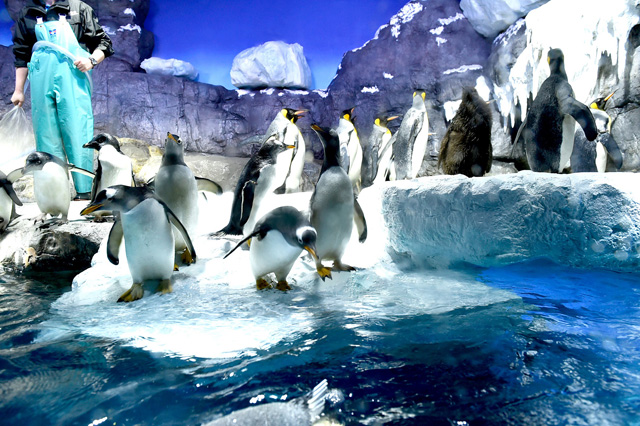 「南極大陸」水槽のペンギンたちに食事をあげているシーン/海遊館(大阪府/大阪市)