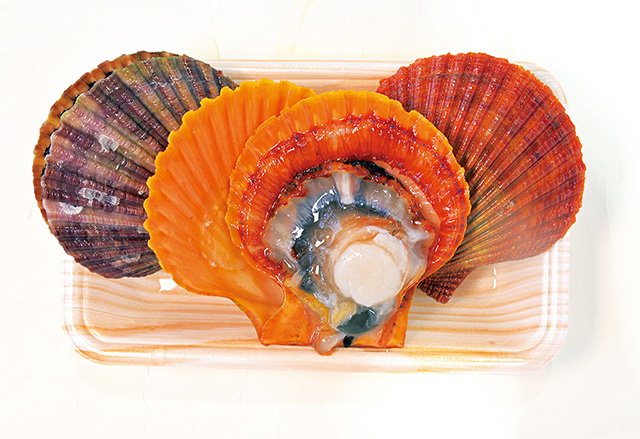 ヒオウギ貝/道の駅 黒之瀬戸だんだん市場（鹿児島県／長島町）