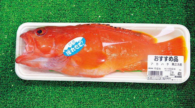 アカハタ/道の駅 黒之瀬戸だんだん市場（鹿児島県／長島町）