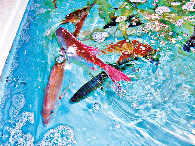 生け簀/道の駅 黒之瀬戸だんだん市場（鹿児島県／長島町）