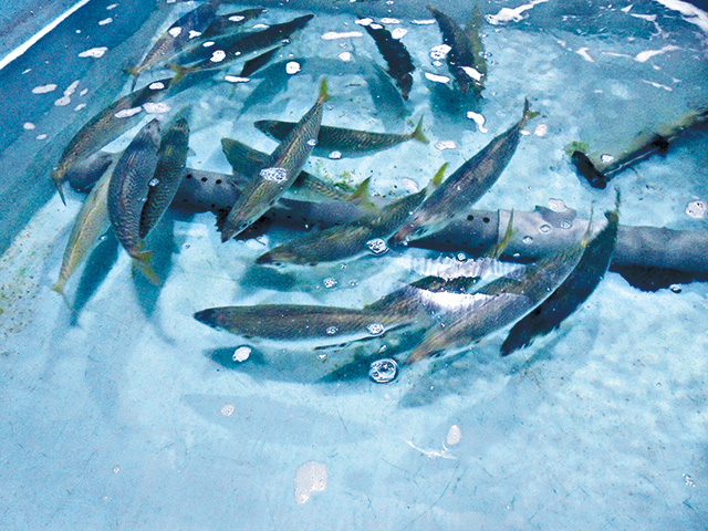 萬サバ/道の駅 黒之瀬戸だんだん市場（鹿児島県／長島町）