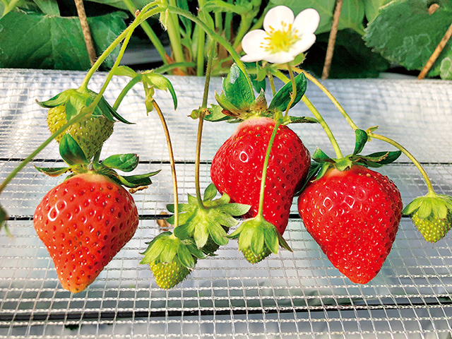 ちくちゃんいちご園/道の駅 筑前みなみの里（福岡県／筑前町）
