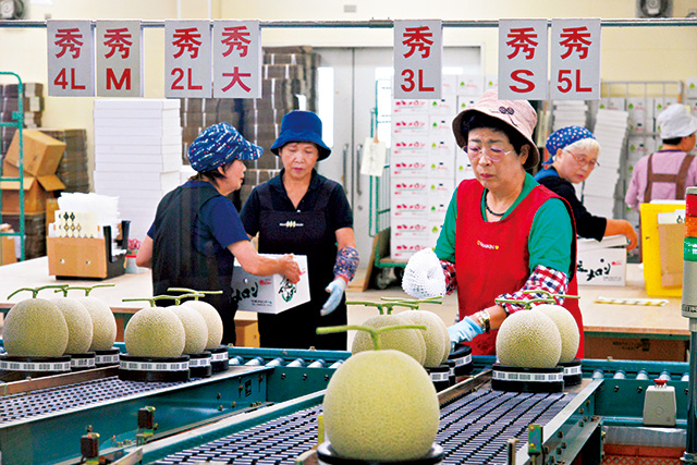 選果場でチェック/道の駅 七城メロンドーム（熊本県／菊池市）