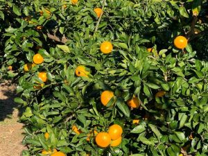 神奈川県の秋の味覚&果物狩りスポット10選!ぶどう狩り・みかん狩り・柿狩りなど