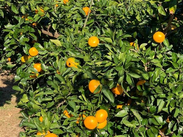 神奈川県の秋の味覚&果物狩りスポット10選！ぶどう狩り・みかん狩り・柿狩りなど