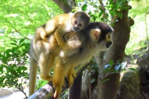 伊豆シャボテン動物公園のリスザルとホオジロカンムリヅルに赤ちゃん誕生！見られるタイミングって？