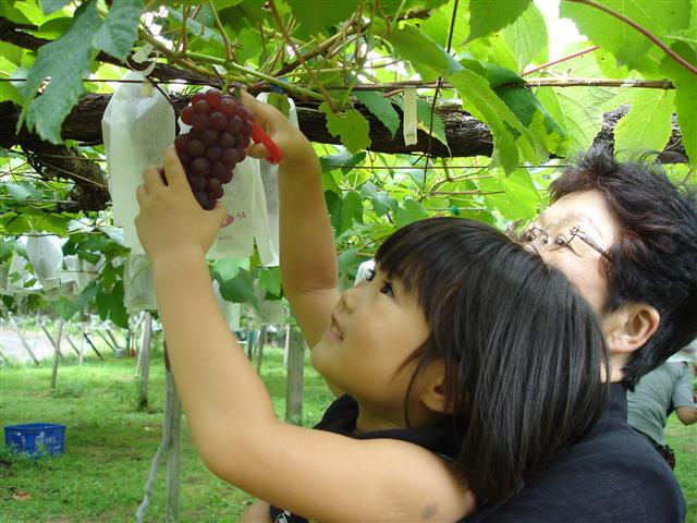岐阜県の秋の味覚&果物狩りスポット5選！ぶどう狩り・梨狩り・椎茸狩りなど