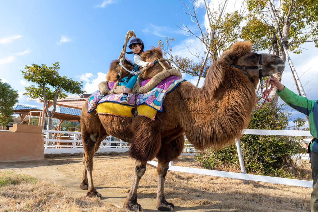2つのコブの間に乗る「ラクダライド」/神戸どうぶつ王国(兵庫県/神戸市)