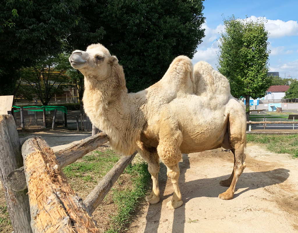 ラクダの“ジャン”君に棒に刺したニンジンを3回あげることができる/東武動物公園(埼玉県/宮代町)