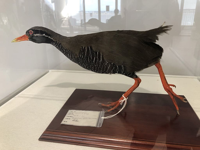 ヤンバルクイナのはく製/道の駅許田(沖縄県/名護市)