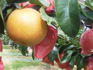 奈良県の秋の味覚&果物狩りスポット5選!梨狩り・みかん狩り・柿狩り