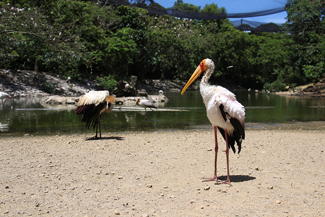 アフリカトキコウ/ネオパークオキナワ(沖縄県/名護市)