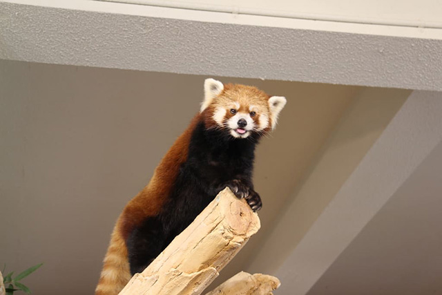 レッサーパンダの「ちゃる」/ネオパークオキナワ(沖縄県/名護市)