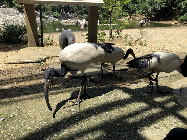 おやつに群がるアフリカクロトキ/ネオパークオキナワ(沖縄県/名護市)