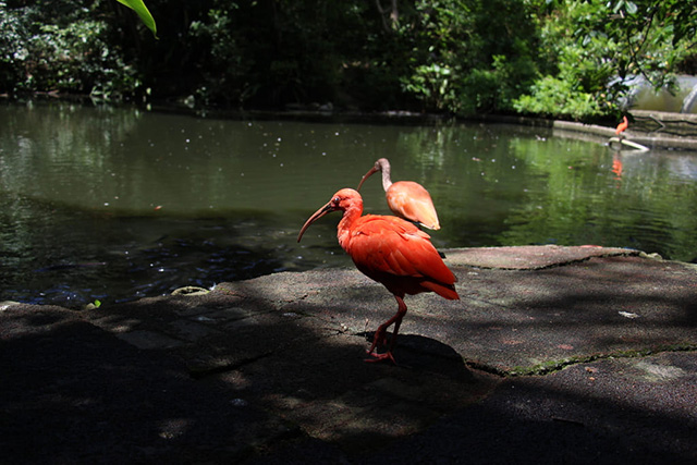ショウジョウトキ/ネオパークオキナワ(沖縄県/名護市)