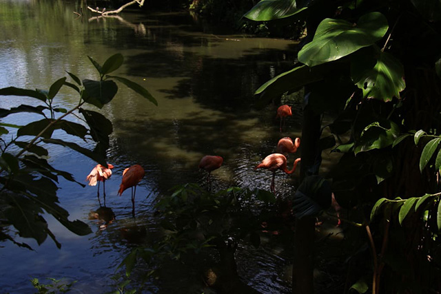 ベニイロフラミンゴ/ネオパークオキナワ(沖縄県/名護市)