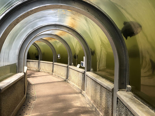 「水中トンネル」/ネオパークオキナワ(沖縄県/名護市)