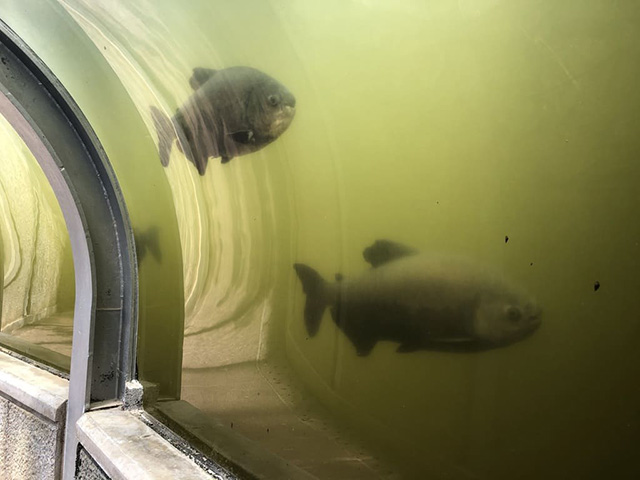 アマゾンに生息する淡水魚コロソマ/ネオパークオキナワ(沖縄県/名護市)