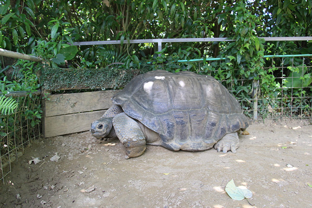 71歳になるゾウガメのカメジロウ/ネオパークオキナワ(沖縄県/名護市)