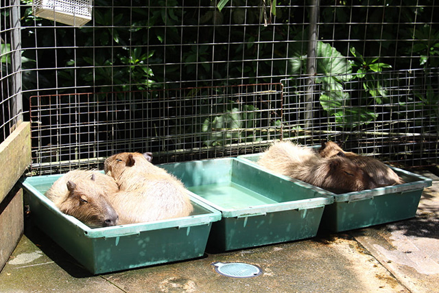 水の中で涼をとるカピバラ/ネオパークオキナワ(沖縄県/名護市)
