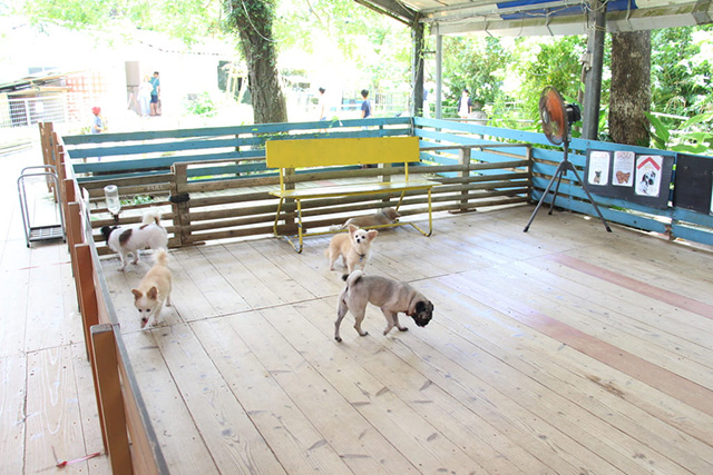 イヌとお散歩もできる/ネオパークオキナワ(沖縄県/名護市)