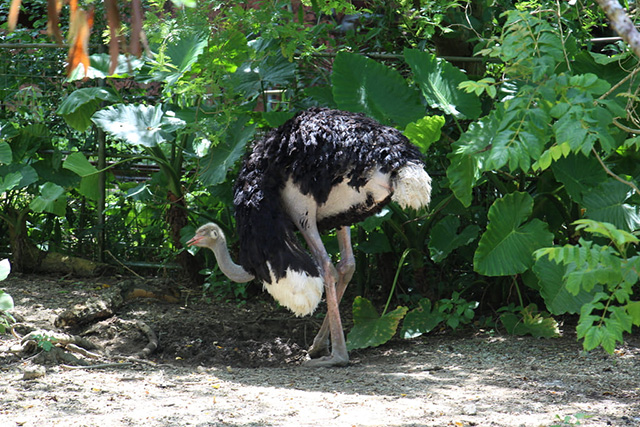 世界最大の鳥、ダチョウ/ネオパークオキナワ(沖縄県/名護市)