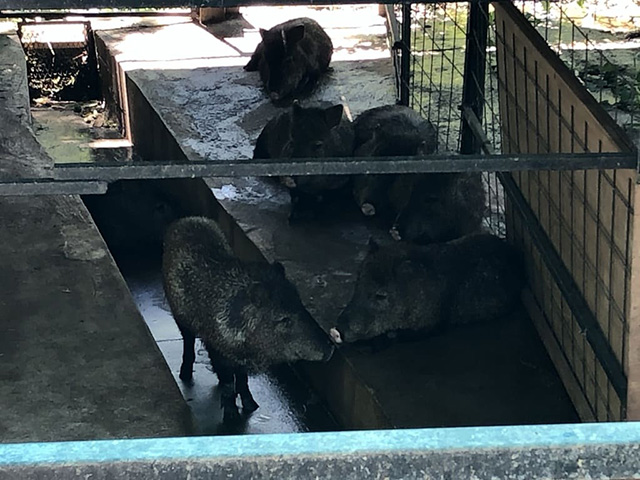 「ペッカリー牧場」/ネオパークオキナワ(沖縄県/名護市)
