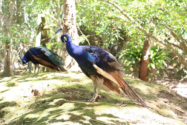 美しい羽根を持つインドクジャク/ネオパークオキナワ(沖縄県/名護市)
